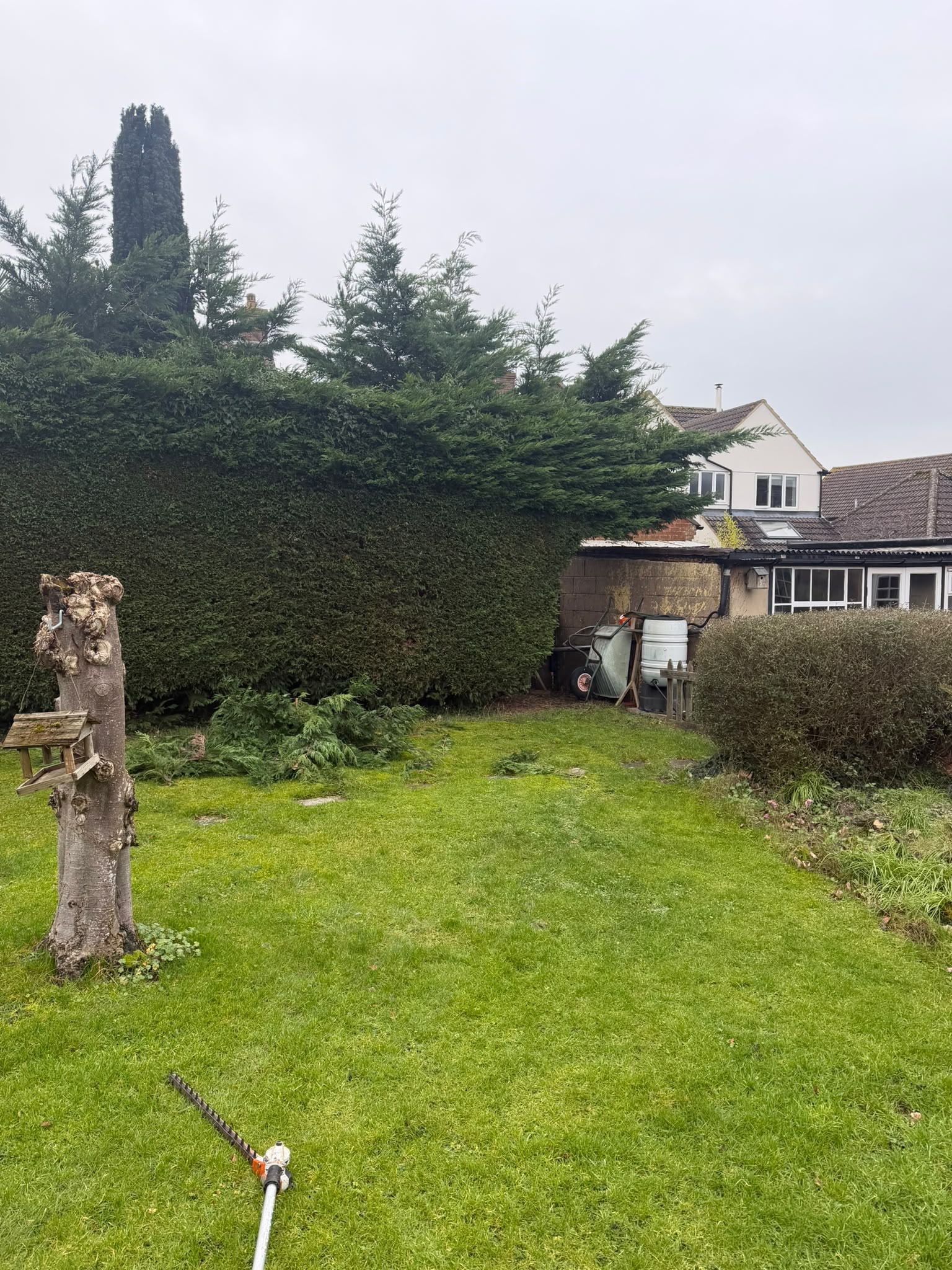 Tall evergreen conifer hedge with fresh clippings on the lawn and a long-reach petrol hedge trimmer lying in the foreground