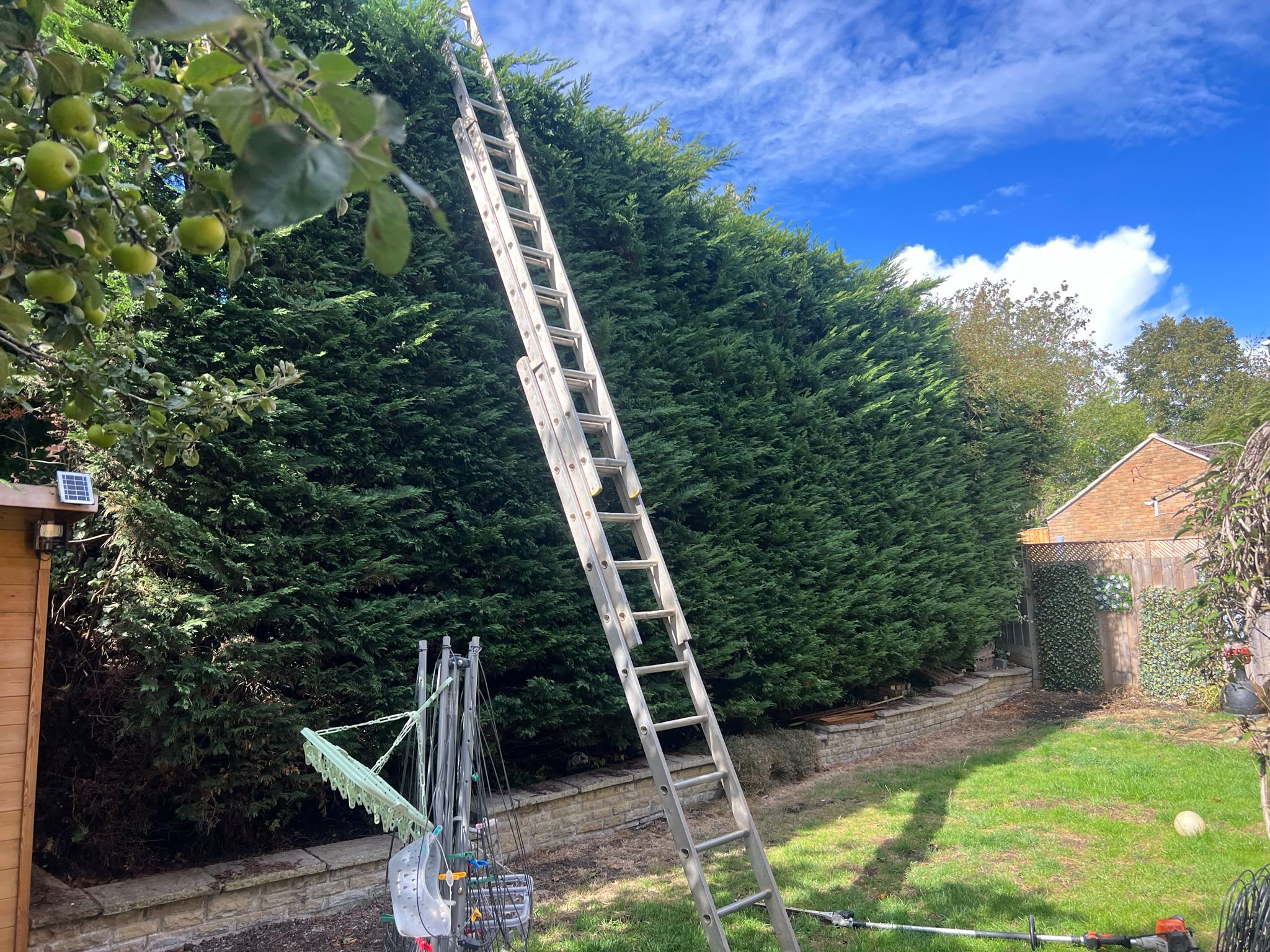 Very tall evergreen hedge with a silver extension ladder and long-reach trimmer on a sunny lawn beside a stone retaining wall