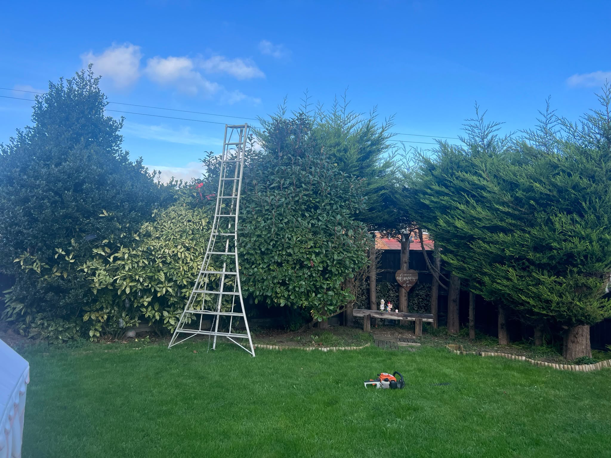 Silver tripod ladder against a large evergreen bush with a petrol hedge trimmer on the lawn