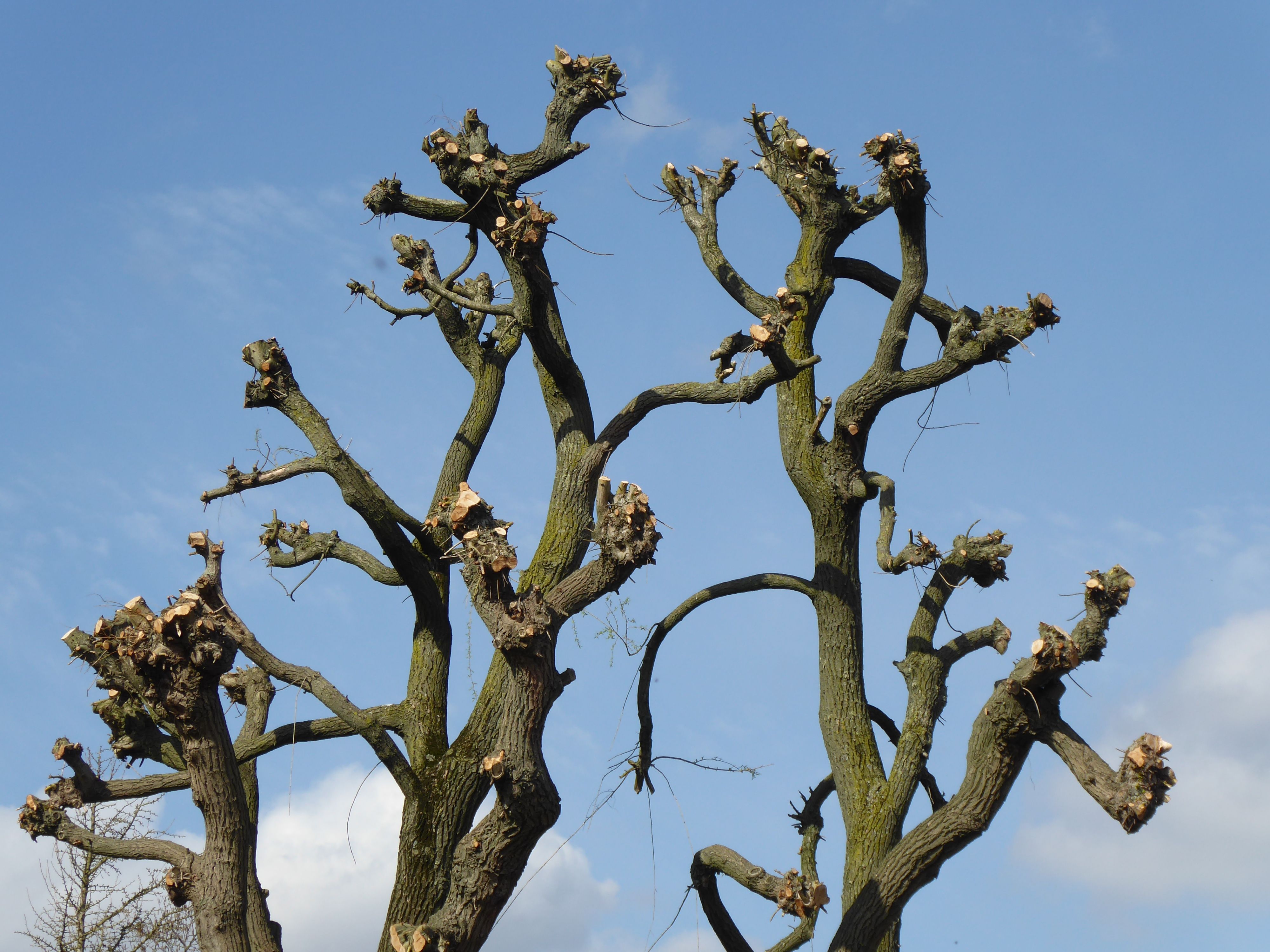 Pollarded tree with clean cut branch ends against a blue sky